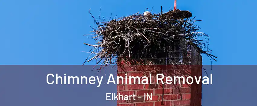 Chimney Animal Removal Elkhart - IN