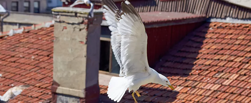 Residential Chimney Animal Removal Solution in Elkhart, IN